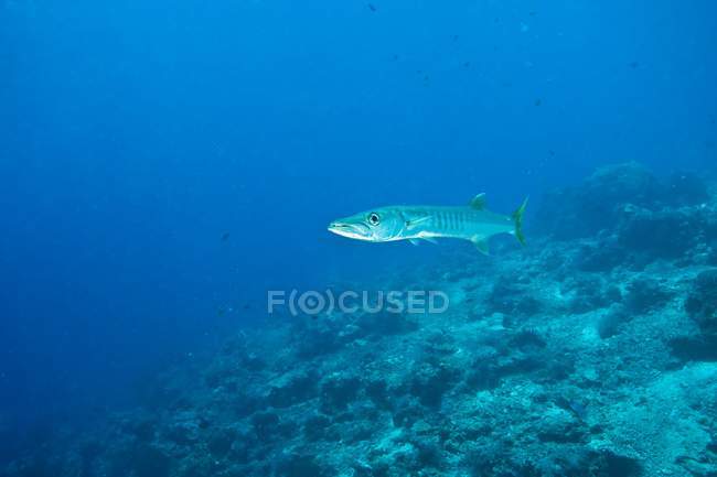 Barracuda nadando sobre riff - foto de stock