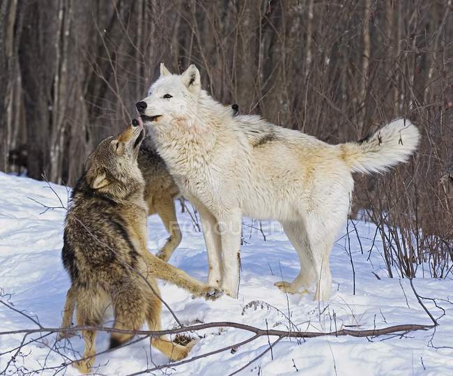 Серые волки на снегу — стоковое фото