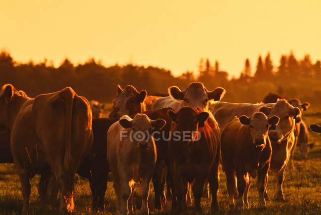 Bovinos em campo — Fotografia de Stock