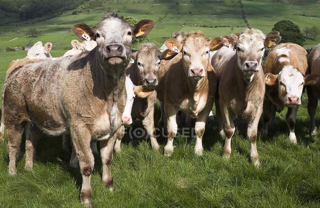 Молочный скот стоит на траве — стоковое фото