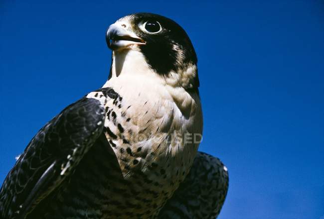 Falco pellegrino contro il cielo — Foto stock
