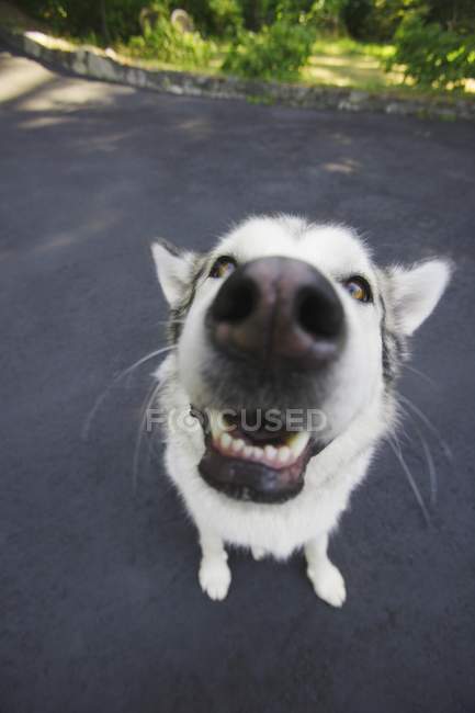 Закри Husky ніс — стокове фото