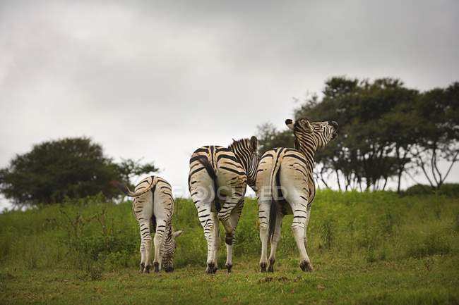Rückseite von drei Zebras — Stockfoto
