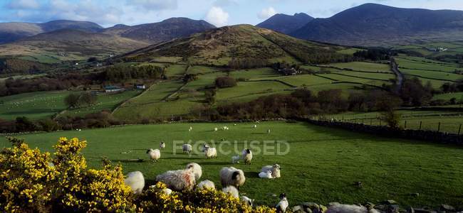 Montañas con ovejas pastando - foto de stock