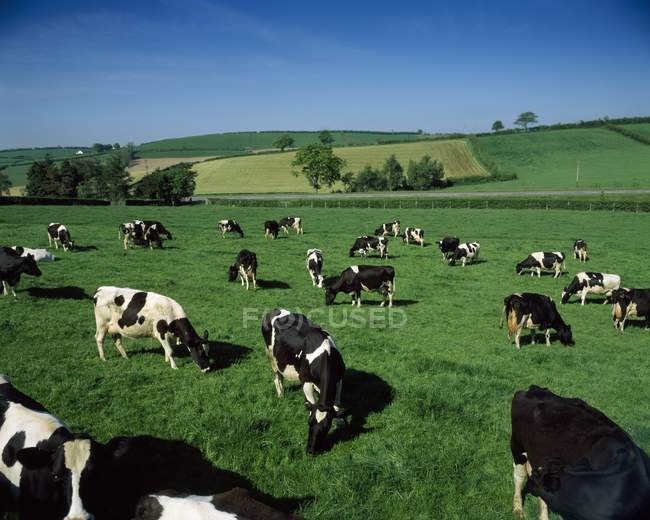 Holstein-friesisches Milchvieh — Stockfoto