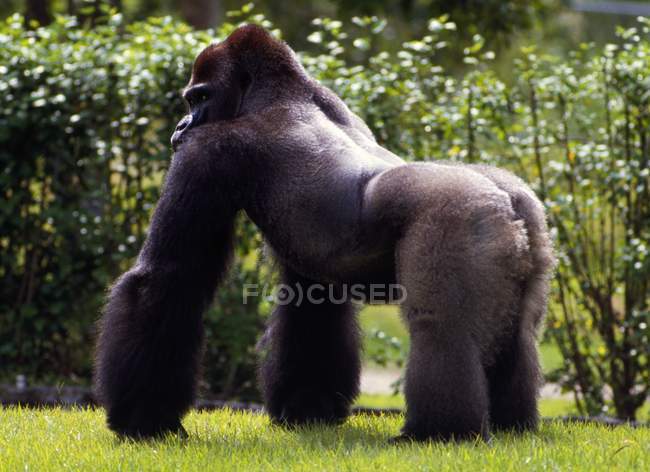 Gorila de tierras bajas a cuatro patas - foto de stock