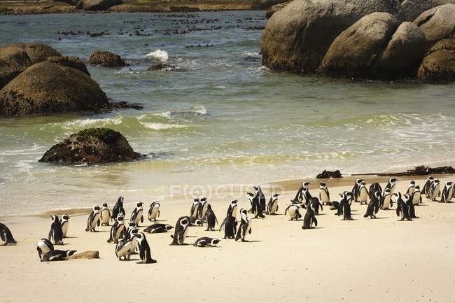 Pingüinos en una playa - foto de stock