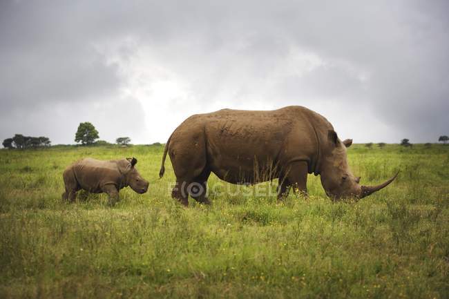 Rhinoceroses grazing on grass — Stock Photo