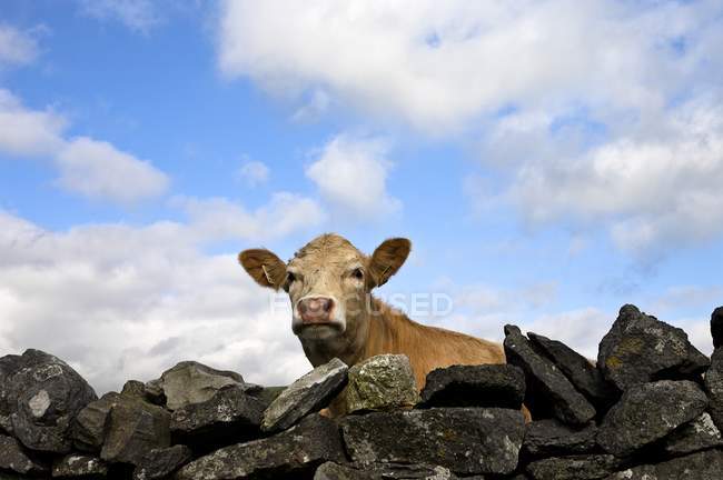 Mucca guardando oltre rocce — Foto stock
