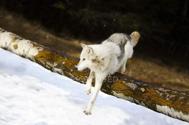Wolf Jumping Over Log — Stock Photo