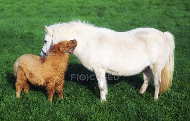 Шетландский пони и жеребенок — стоковое фото