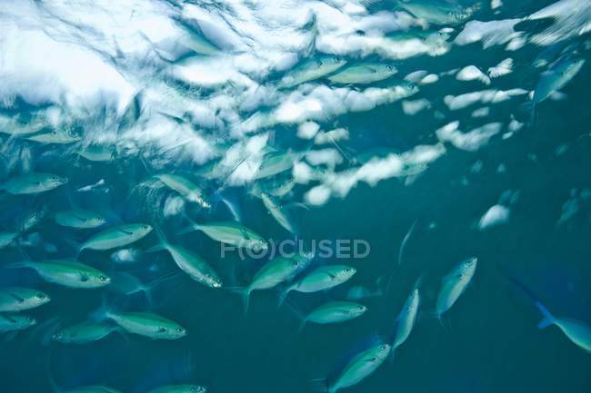Schooling Fusiliers Surface — Stock Photo