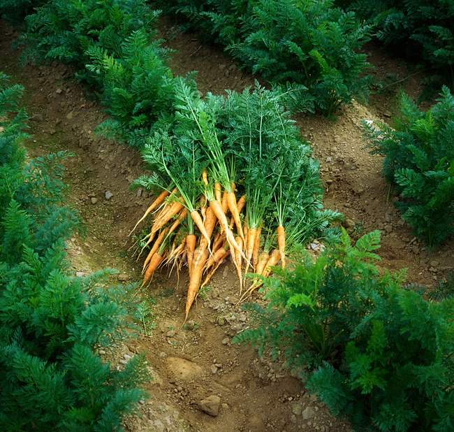 Zanahorias frescas del jardín - foto de stock