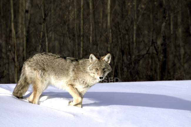 Coyote en invierno contra los árboles - foto de stock