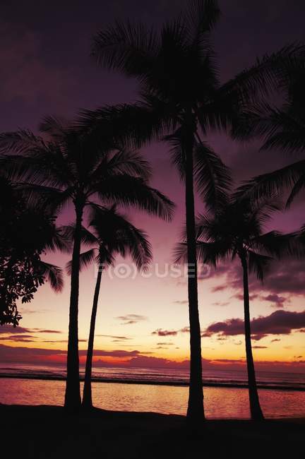 Silhouetted Palm Trees — Stock Photo