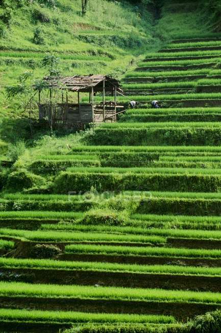 Campos de arroz con plantas verdes - foto de stock
