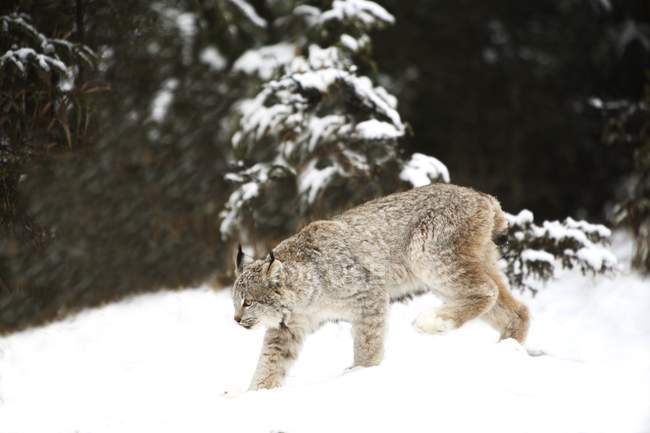 Lynx caminando sobre la nieve contra los árboles - foto de stock
