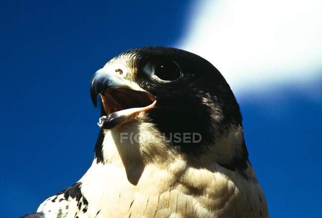 Falcon Peregrino contra el cielo azul - foto de stock