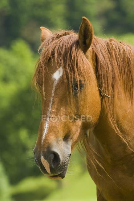 Portrait Of Horse outdoors — Stock Photo