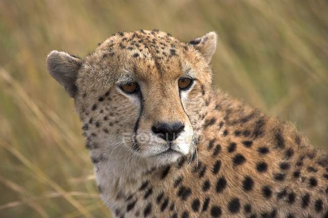 Cheetah mirando hacia atrás - foto de stock