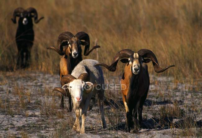 Grupo de carneros de pie - foto de stock