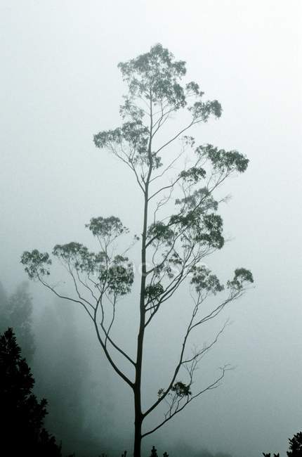 Silhueta de árvore no nevoeiro — Fotografia de Stock