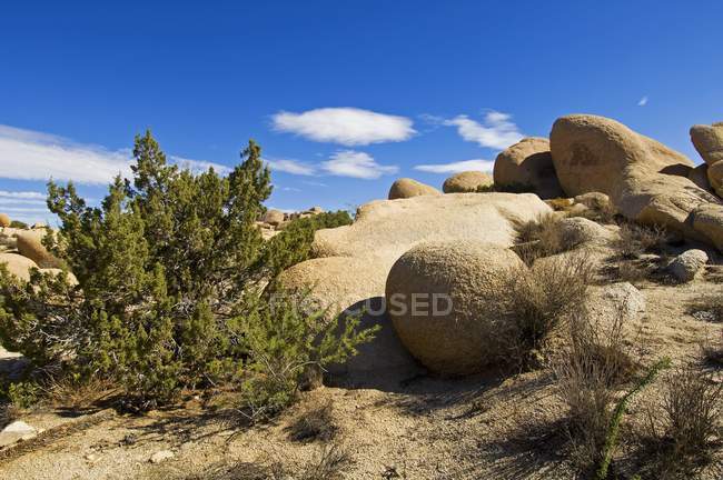 Rocky terrain with stones and tress — Stock Photo