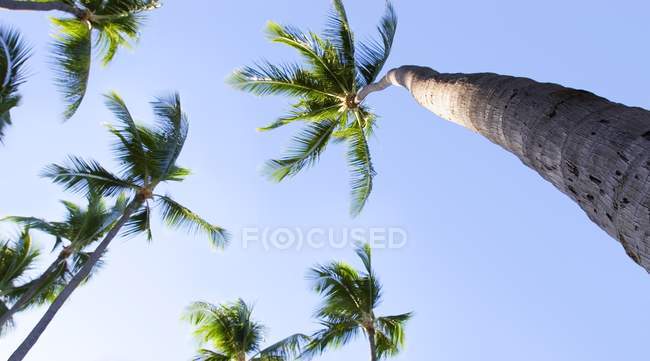 Пальмы против голубого неба — стоковое фото