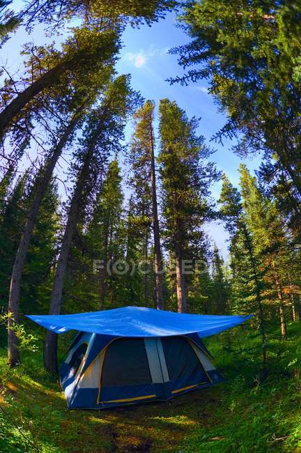 Tent In Campsite inside forest — Stock Photo