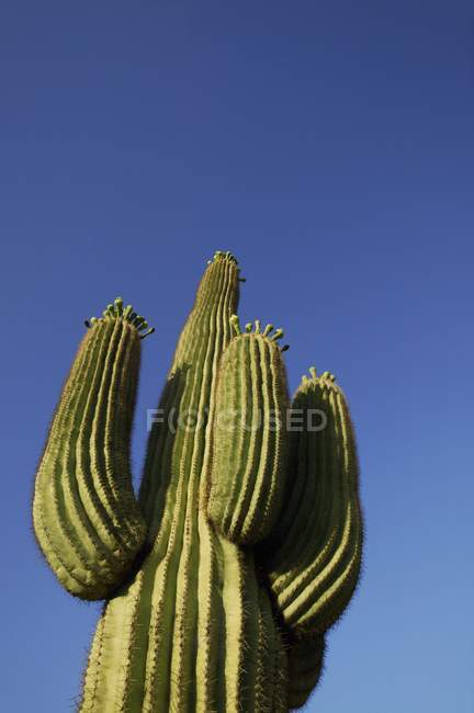 Cactus cresce contro il cielo blu — Foto stock