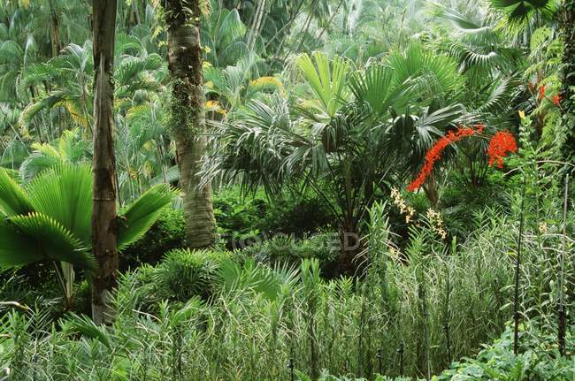 Тропічний ліс на відкритому повітрі — стокове фото