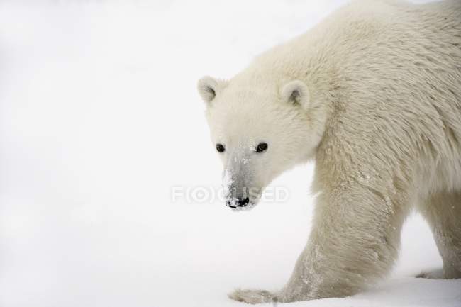 Eisbär steht auf Schnee — Stockfoto