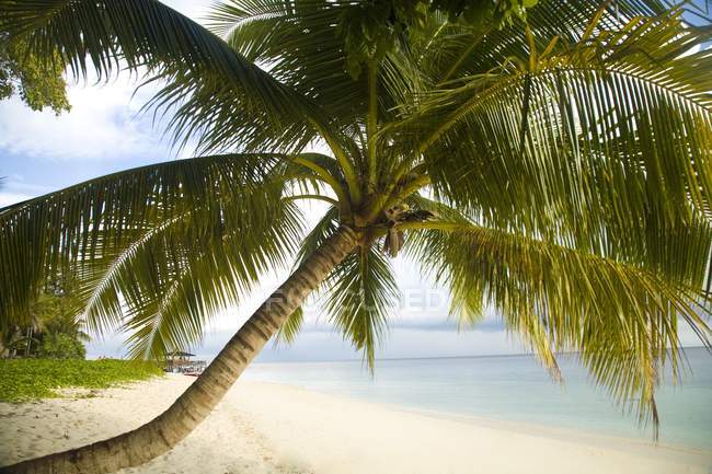 Spiaggia di sabbia tropicale — Foto stock