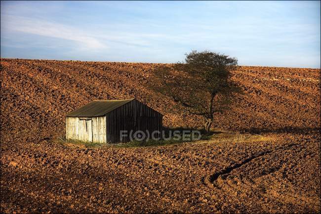 Cabana e árvore no campo — Fotografia de Stock