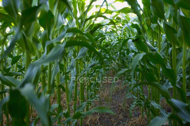 Corn Field growing — Stock Photo