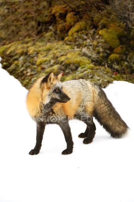 Red Fox In Snow — Stock Photo