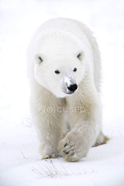 Белый медведь ходит по снегу — стоковое фото