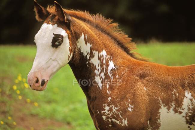 Amerikanische Farbe Pferd Hengstfohlen — Stockfoto