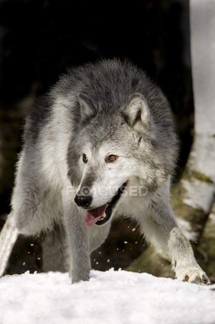 Вовк стоїть на снігу — стокове фото