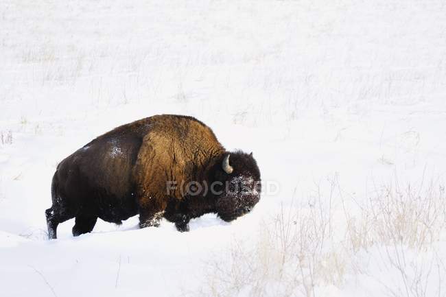 Bisão no inverno caminhando — Fotografia de Stock