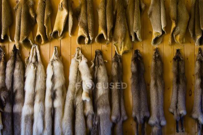 Pieles de animales en la pared - foto de stock