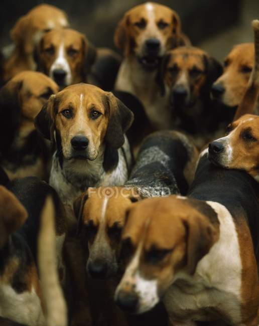 Pacote de Foxhounds olhando para a câmera — Fotografia de Stock