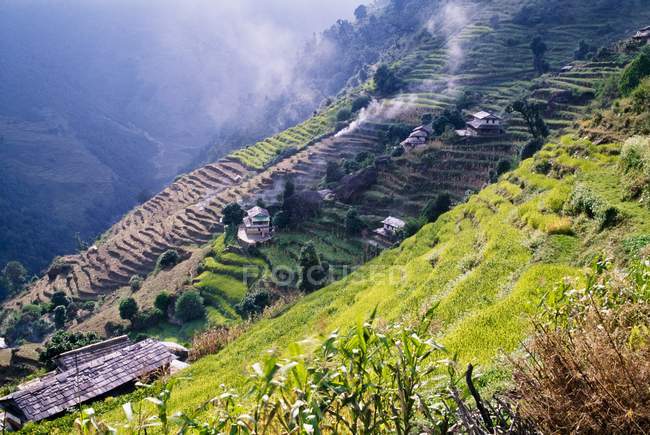 Terraced Fields with green grass — Stock Photo
