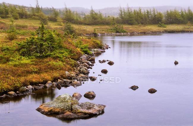 Rivage de l'étang à Terre-Neuve — Photo de stock