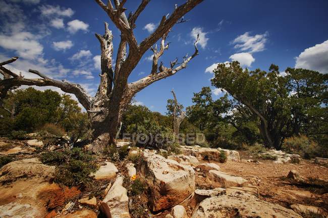 Árbol muerto en tierra seca - foto de stock