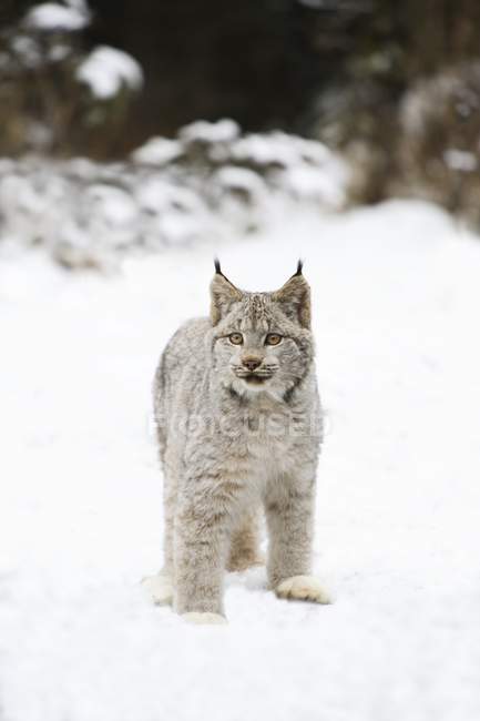 Lynx salvaje de pie sobre la nieve - foto de stock