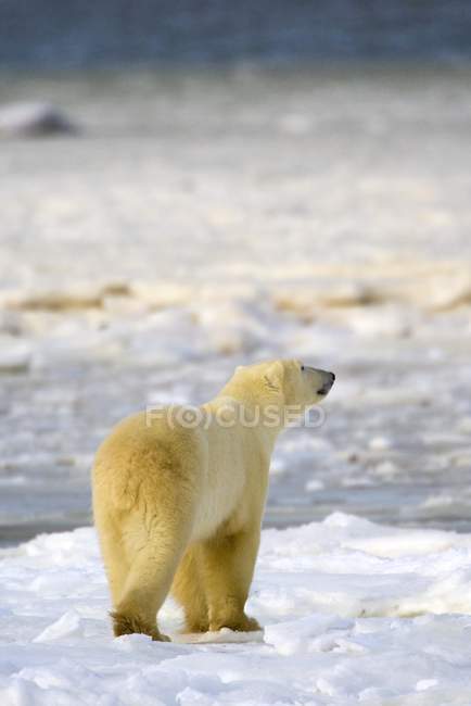 Ours polaire debout sur la neige — Photo de stock
