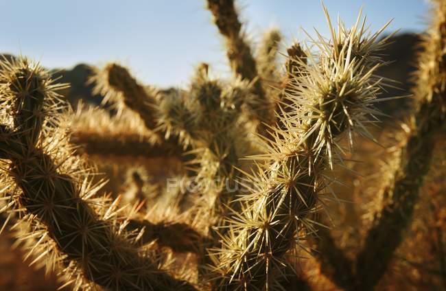 Nadeln für Kaktuspflanzen — Stockfoto