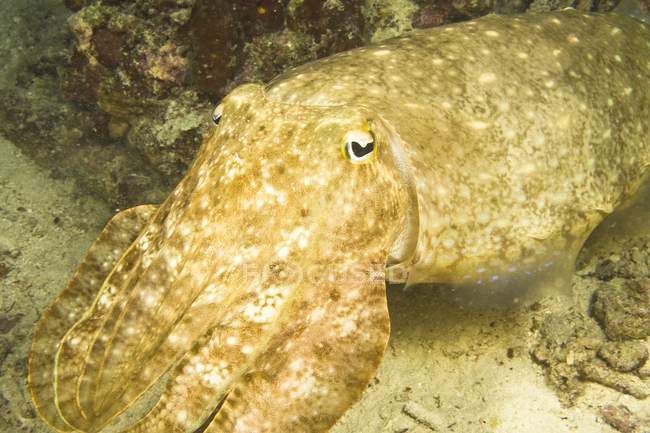 Broadclub Cuttlefish no fundo do mar — Fotografia de Stock