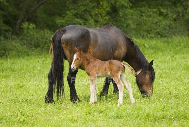 Cantabrian Mountain Pony — Stock Photo